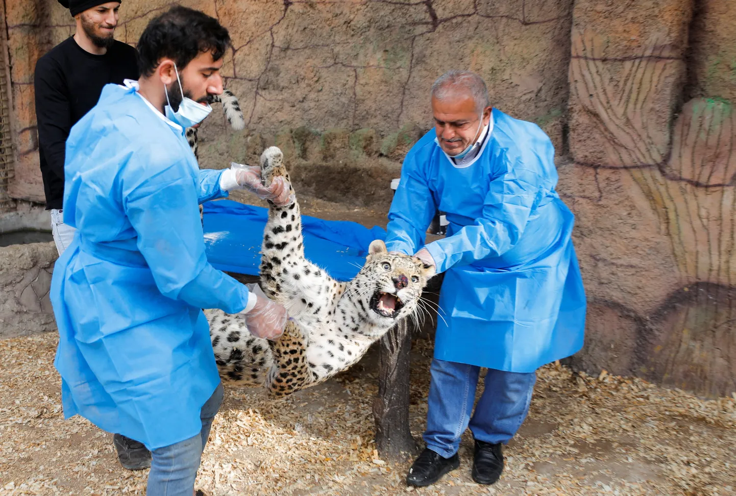 Pärsia leopard veterinaaride juures Iraagis. Pilt on illustreeriv.