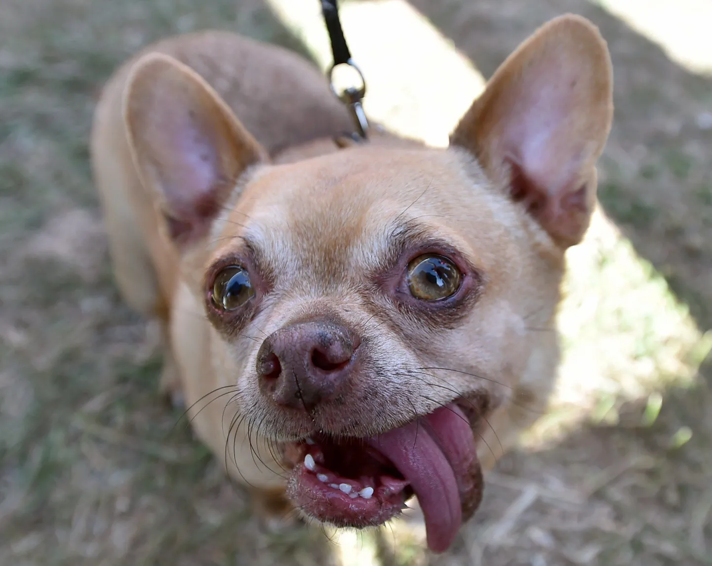 Chihuahua