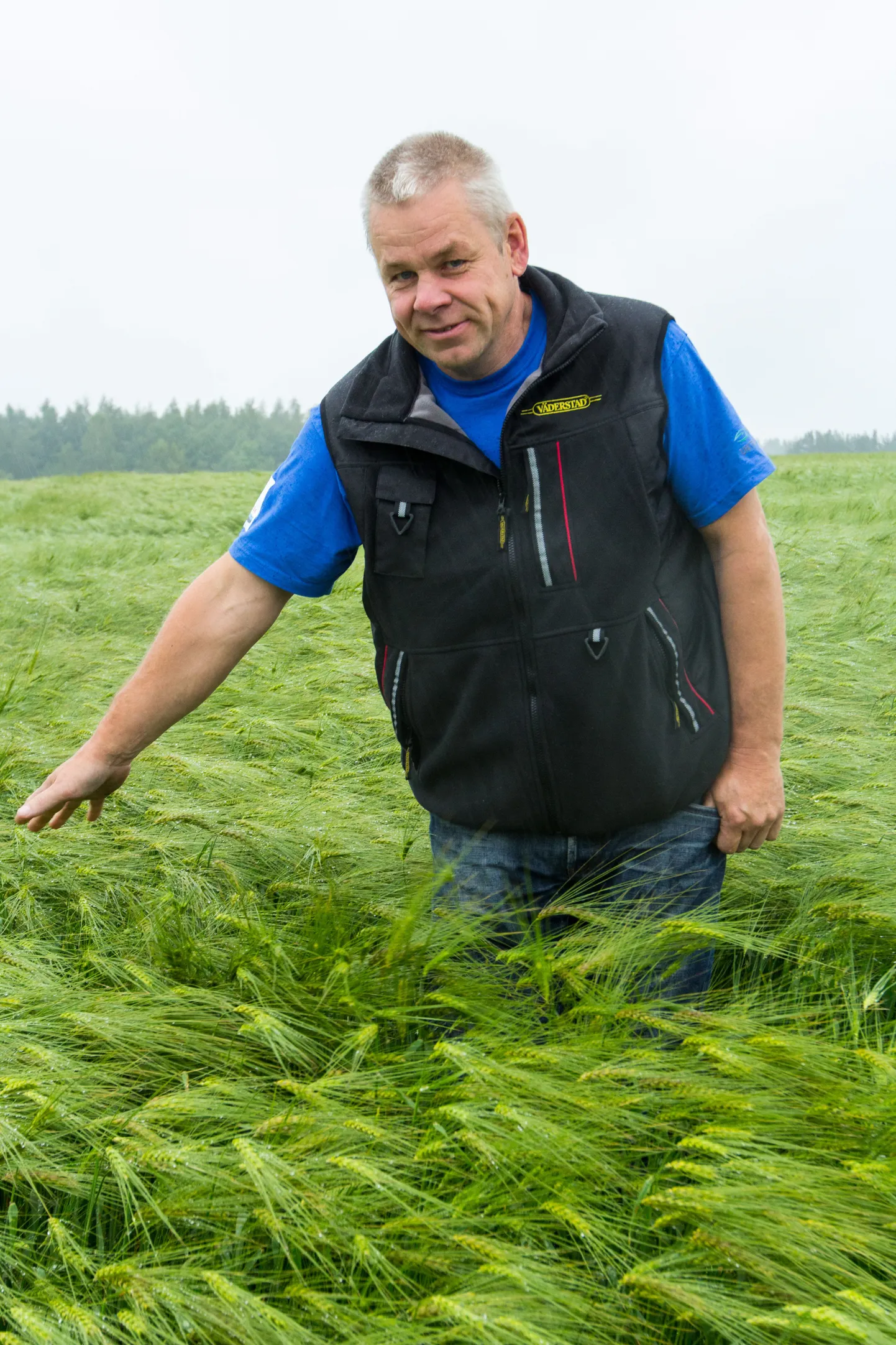 Märdi talu kasvatab vilja 270 hektaril, millest omandis on 110 hektarit, ülejäänu renditud. Peremees Anti Kulasalu loodab oma odrapõllult vihmadest hoolimata päris head saaki