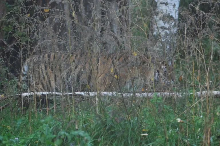 Tiiger Danuta sulandub maastikuga.