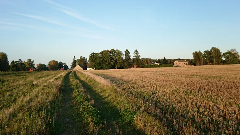 Põllutee