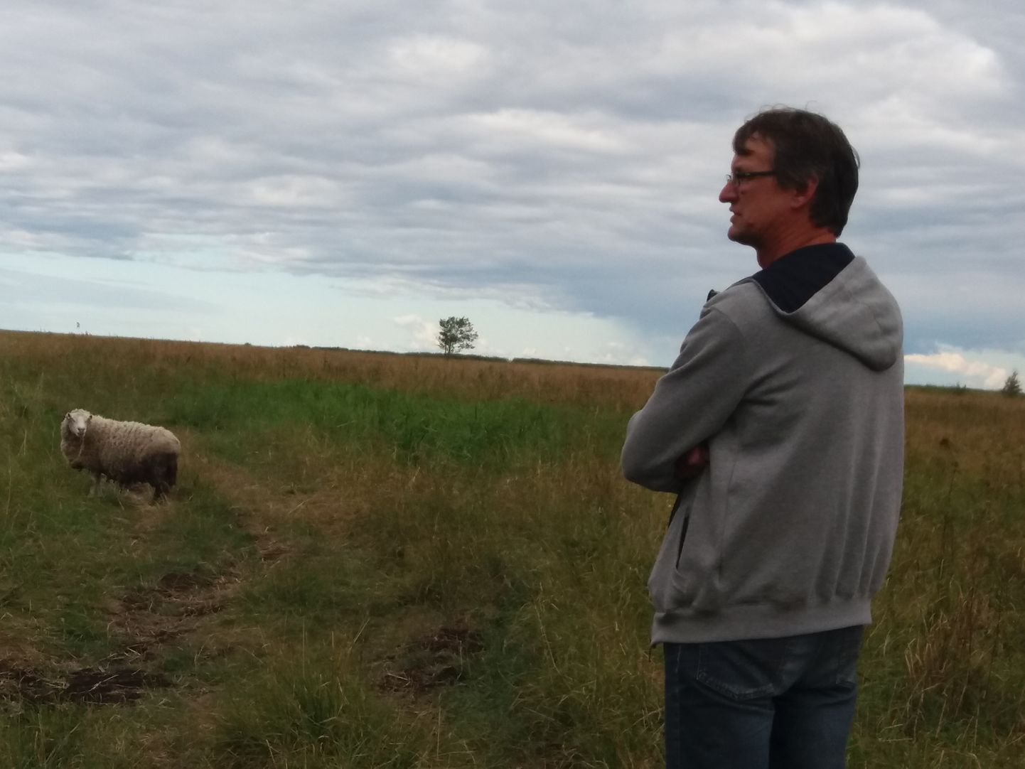 Urmas Aava räägib, et enamik Eesti lambakasvatajaid müüb elusloomad välismaale, aktiivsem müük toimub augustis-septembris.