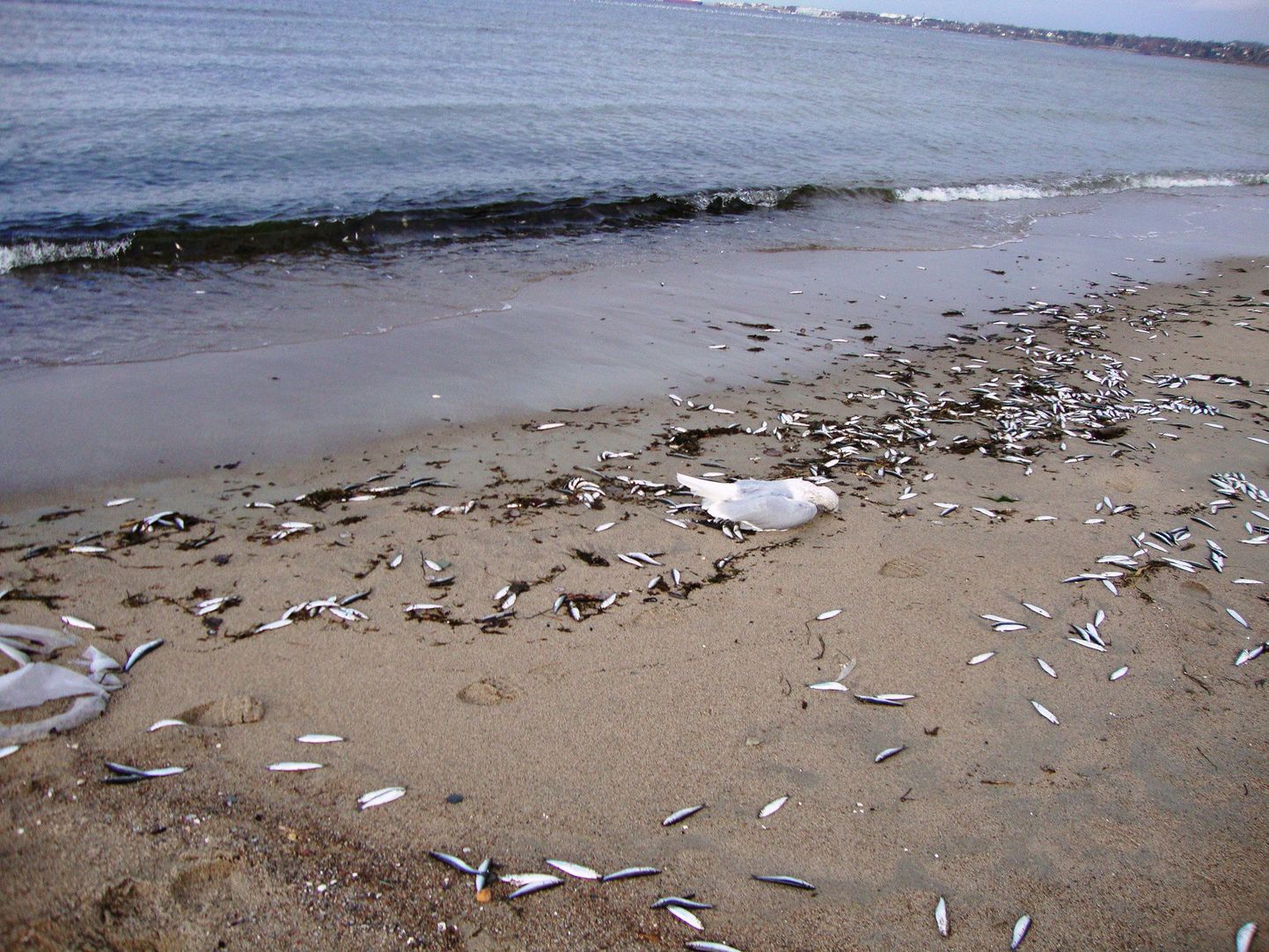 Surnud kalad Pirita rannas