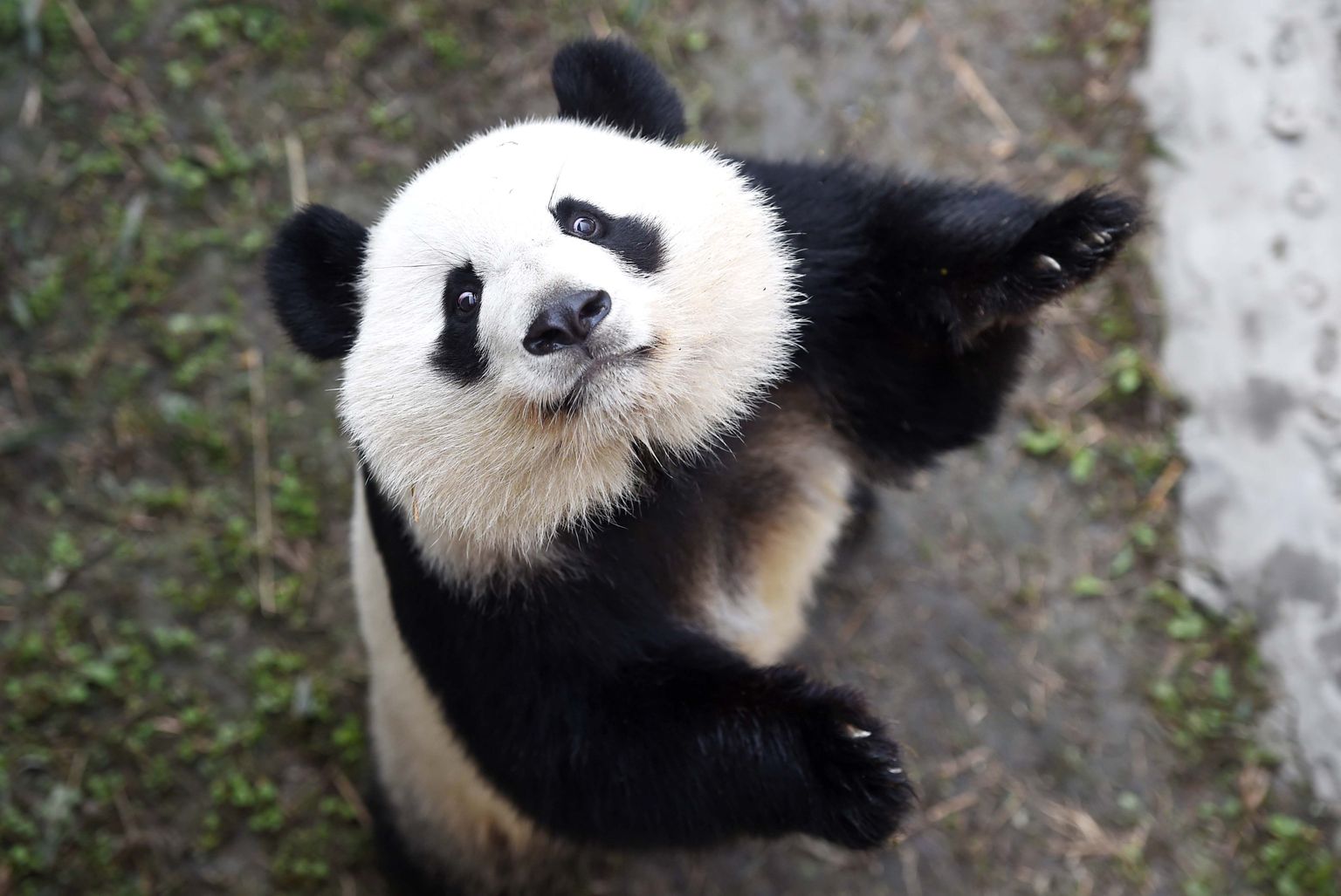 Гигантская панда.