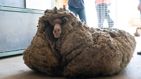 Austraalias päästeti pea liikumisvõimetu ülekasvanud villakasukaga lammas