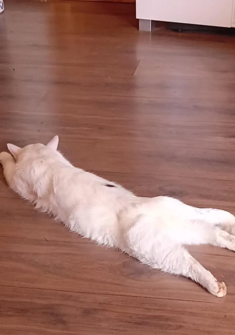 Момо.