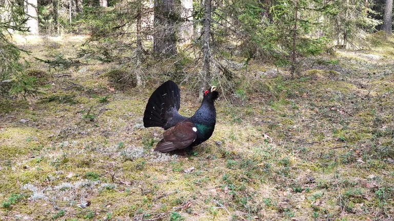 Metsis protestis häälekalt metsateele saabunud auto vastu.