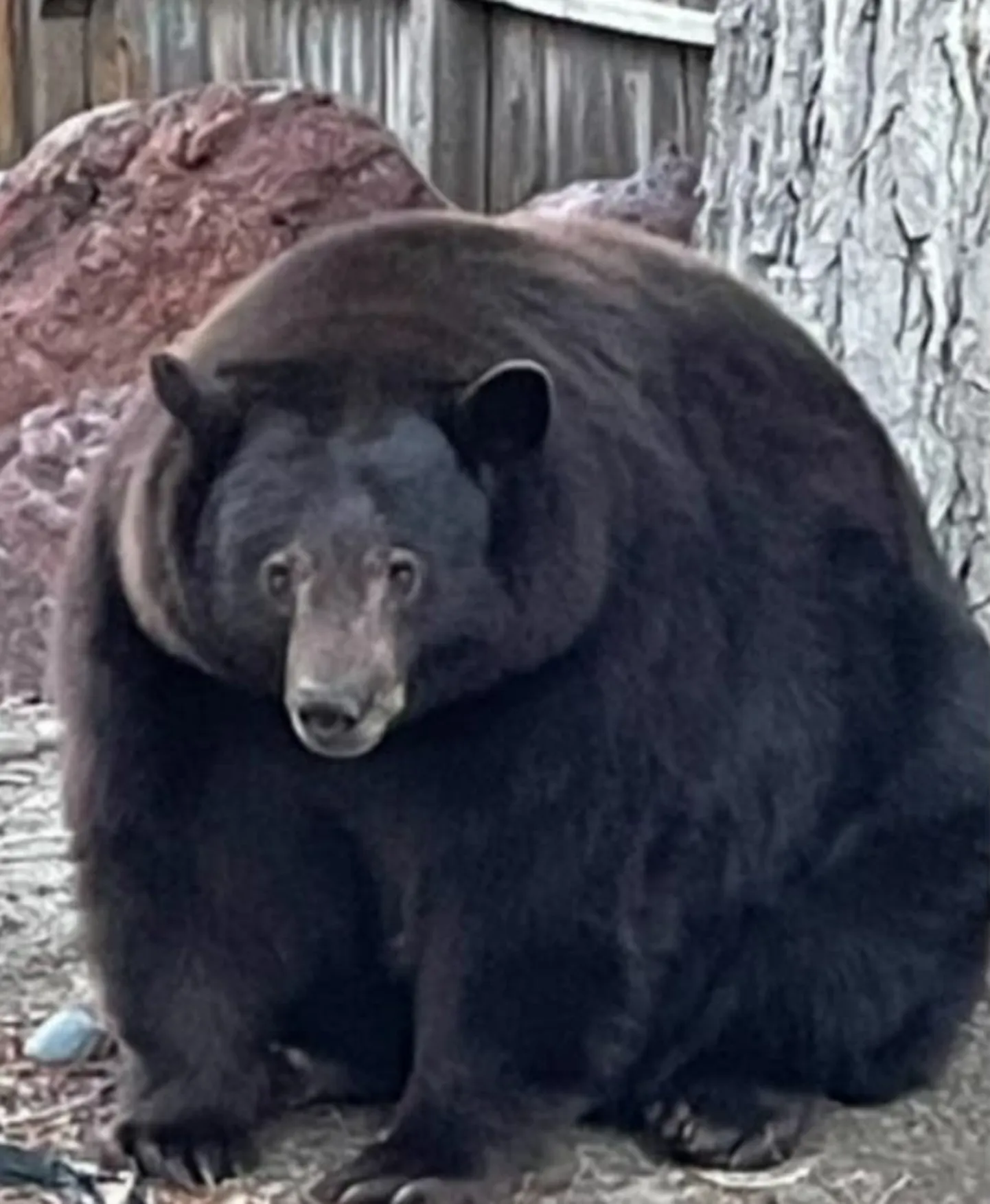 230 kilogrammi kaaluv Hank the Tank, kes Californias asuva South Lake Tahoe linna elanikele peavalu tekitab.