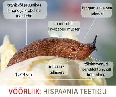Hispaania teetigu.