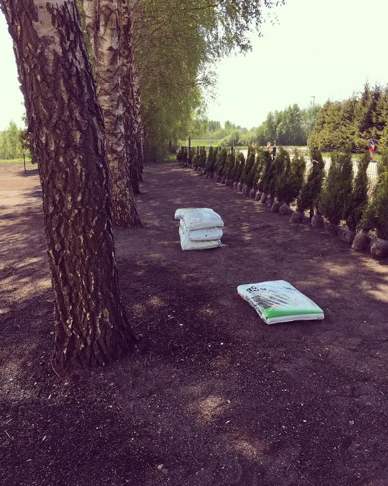 Varastatud elupuud vahetult enne mahaistutamist eelmisel nädalal. FOTO: