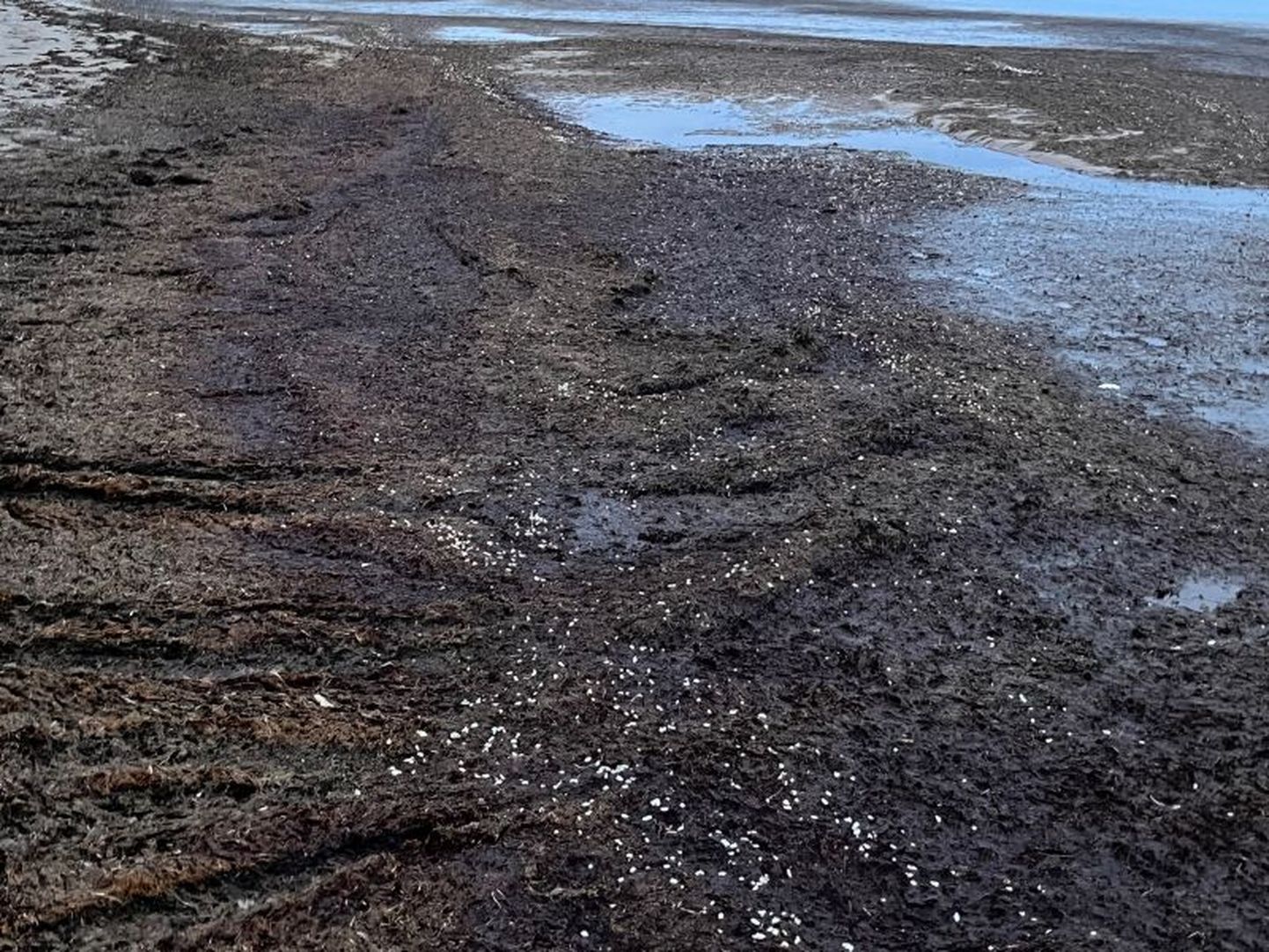 Hiiumaa edelarannikul uhtus meri eelmisel nädalal randa valgeteralise reostuse.