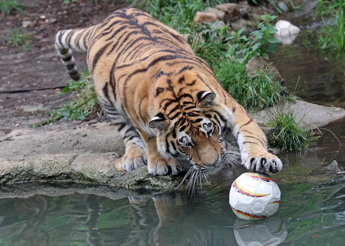 Tiiger Leipzigi loomaaias. Tänapäeval elab vangistuses rohkem tiigreid kui looduses.