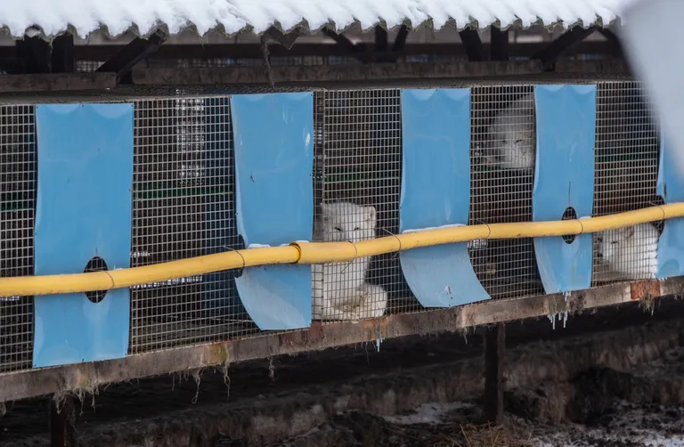 Harjumaa, 25.01.2019AS Balti Karusnahk hõberebaste ja naaritsate farm Karjakülas.