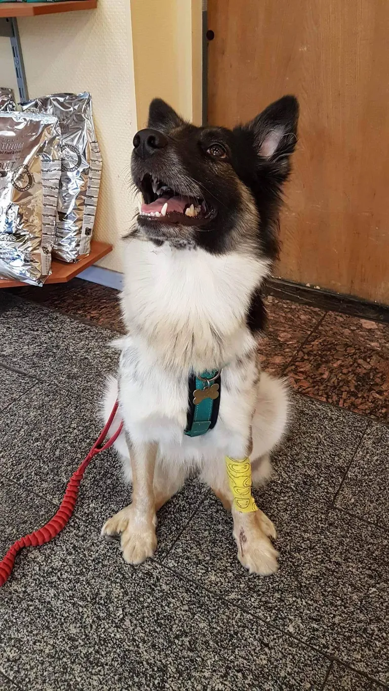 Lucy haiglast koju saamas. Lucy on aasta ja kahe kuu vanune koer, kellel muidu tugev tervis ja palju energiat. Foto: