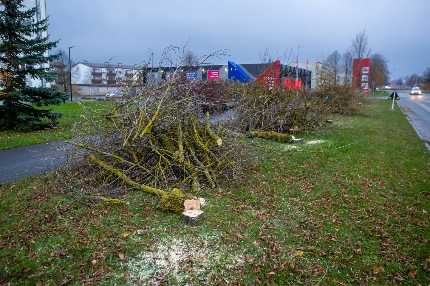 Tallinna ja Lehe tänavalt võeti maha 14 puud