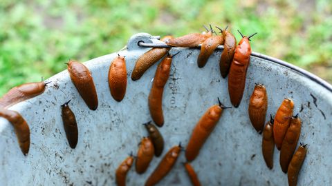V Limbažos organizirajo akcijo zbiranja španskih polžev lazarjev