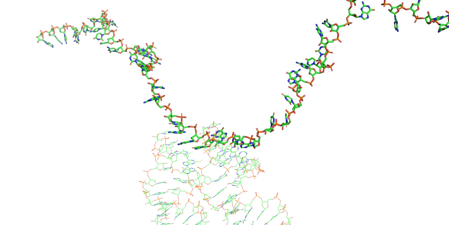 Teadlaste koostatud skeem valgu sündimise protsessist  sellest, kuidas transport-RNA ja käskjalg-RNA interaktsioonist.