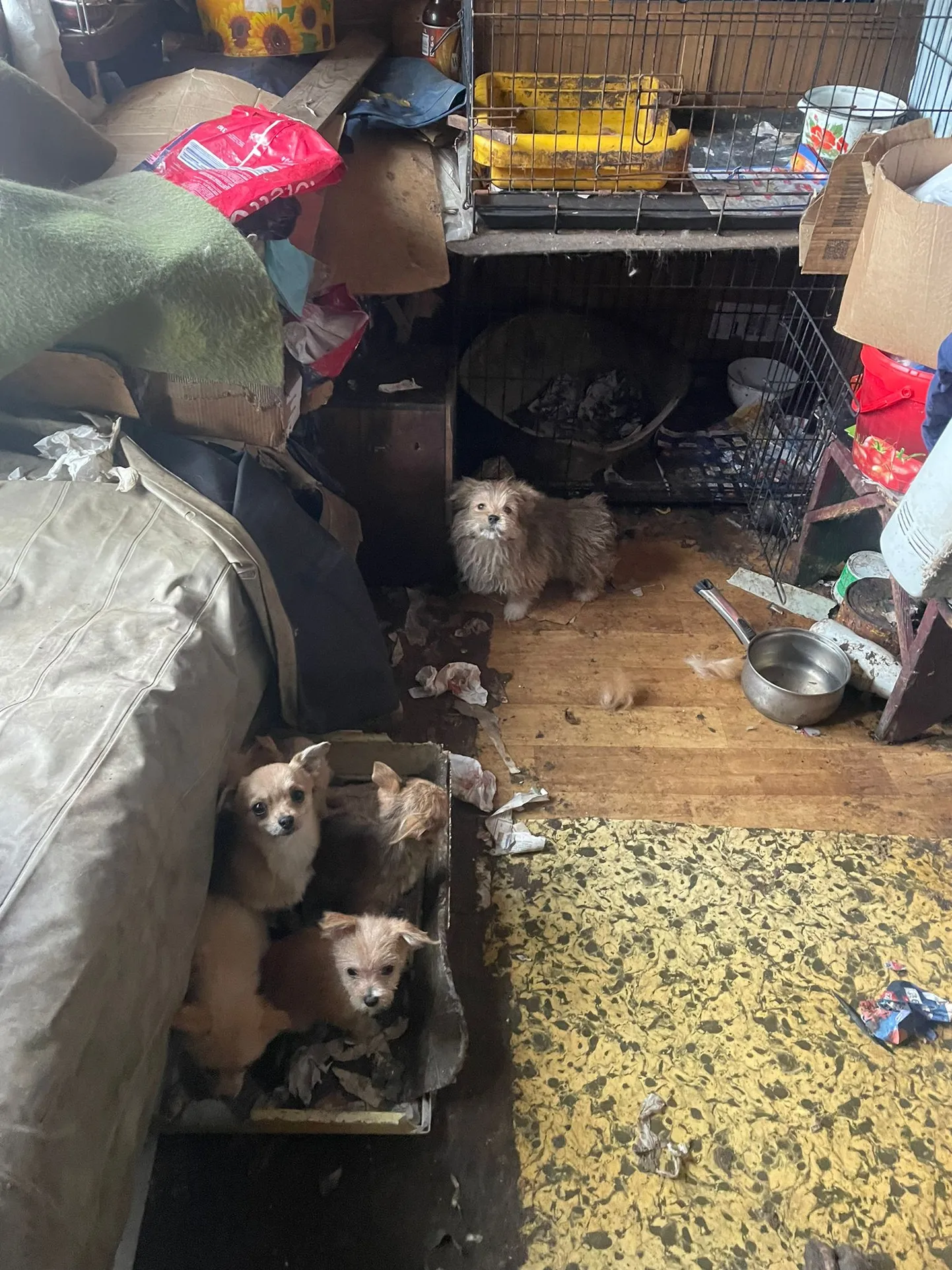 В Саулкрасты более 30 собак содержали в антисанитарных условиях