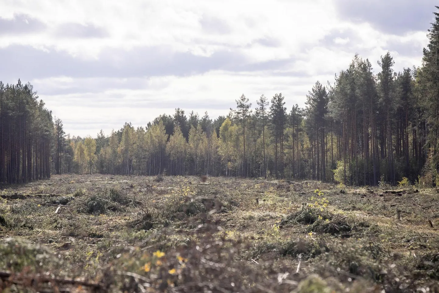Mõned unistused kahjustavad loodust rohkem kui teised. Rail Balticu trassi rajamine Viljandi maantee ääres.