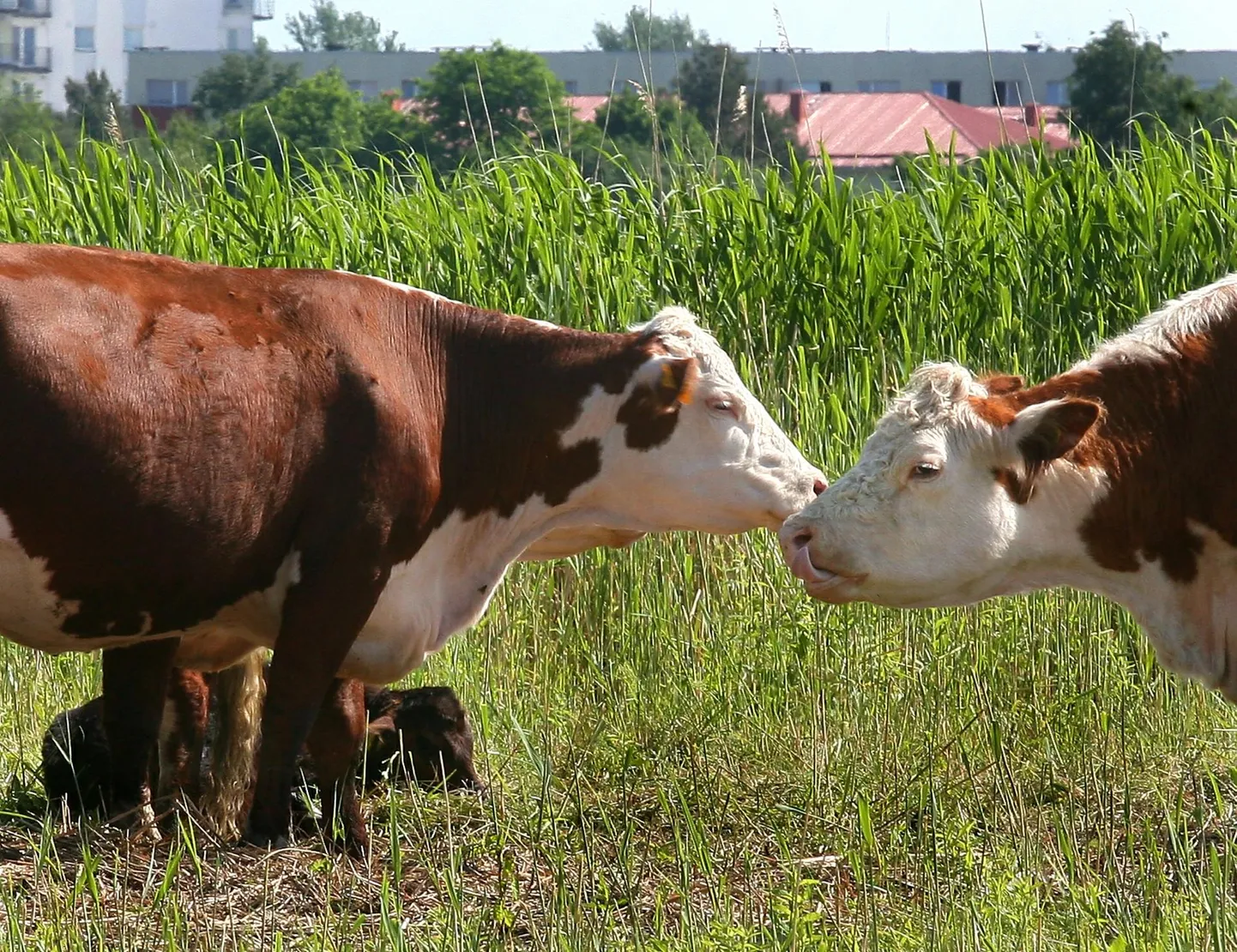 Pärnu rannaniitudel on paarsada veist, kes siin juba viimased kümmekond aastat hoolega roogu nosinud.
