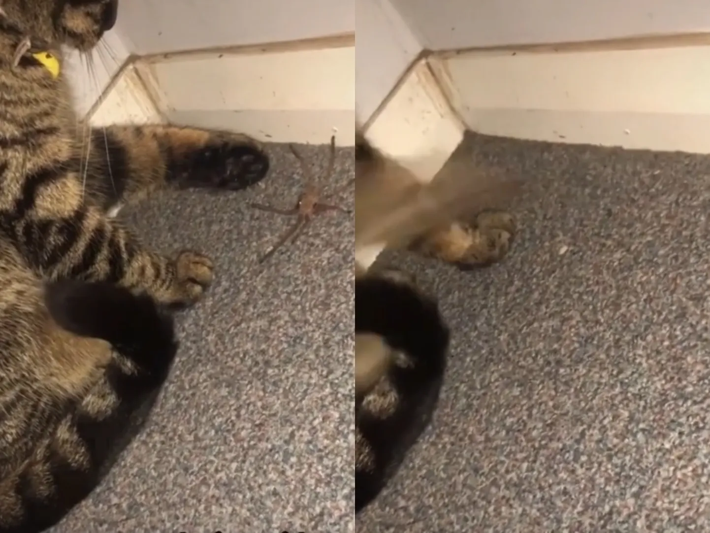 Kass lennutas ämbliku omanikule näkku.