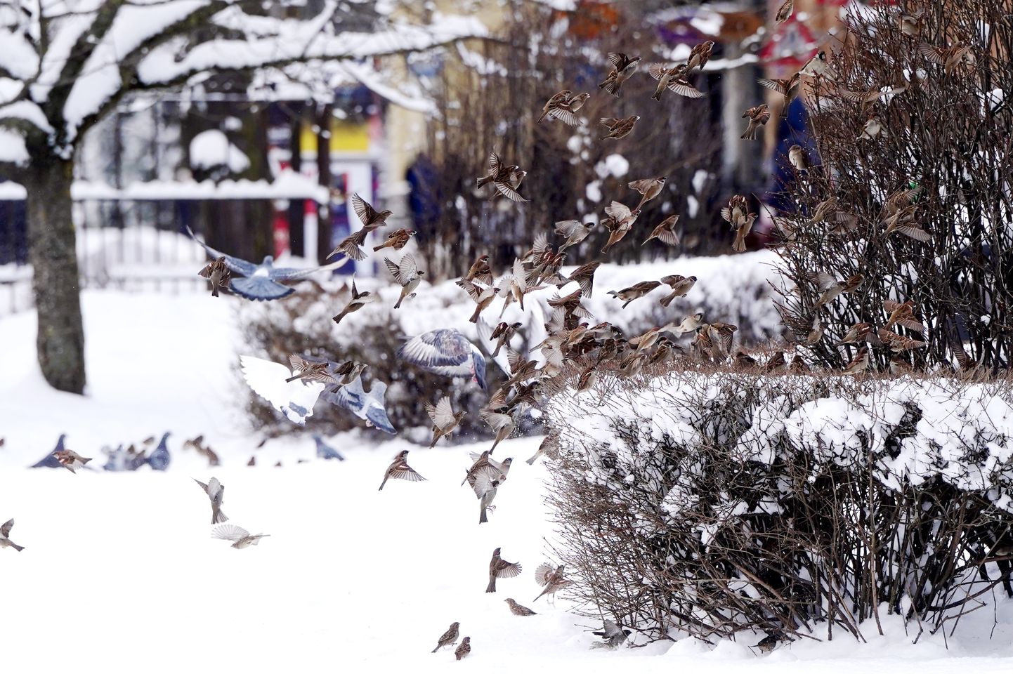 Зима в Риге. Иллюстративное фото.