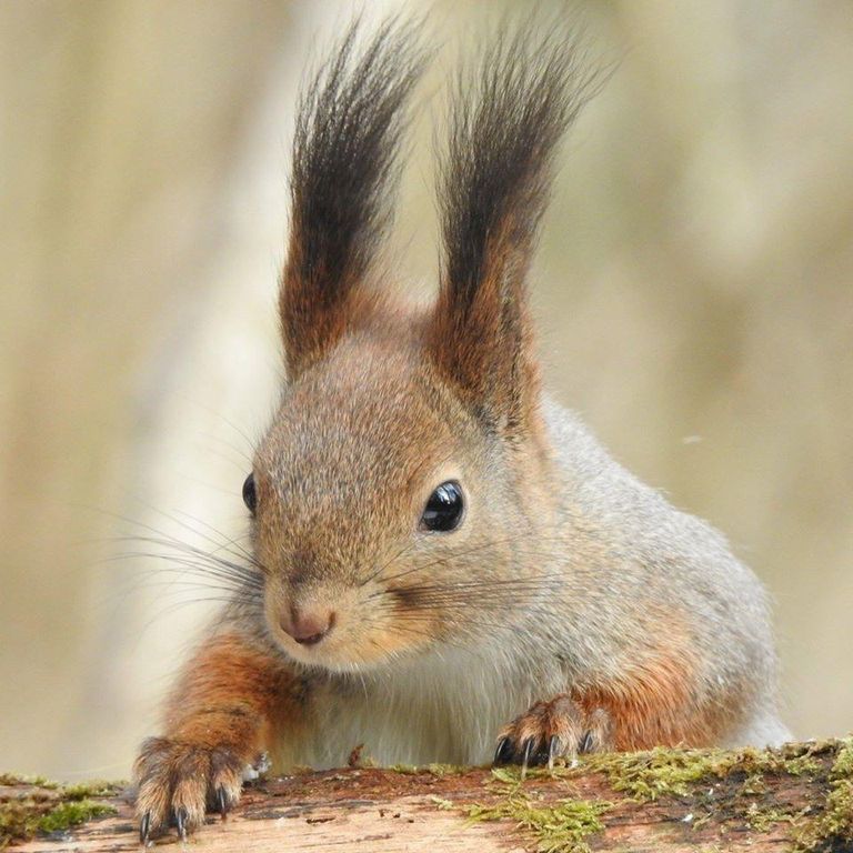 Fotograaf Eero Kiuruga sõbrunenud orav sai nimeks Loki ja andis oma nime ka loodusvaatluspäevikule, mida Kiuru hoolikalt täidab.