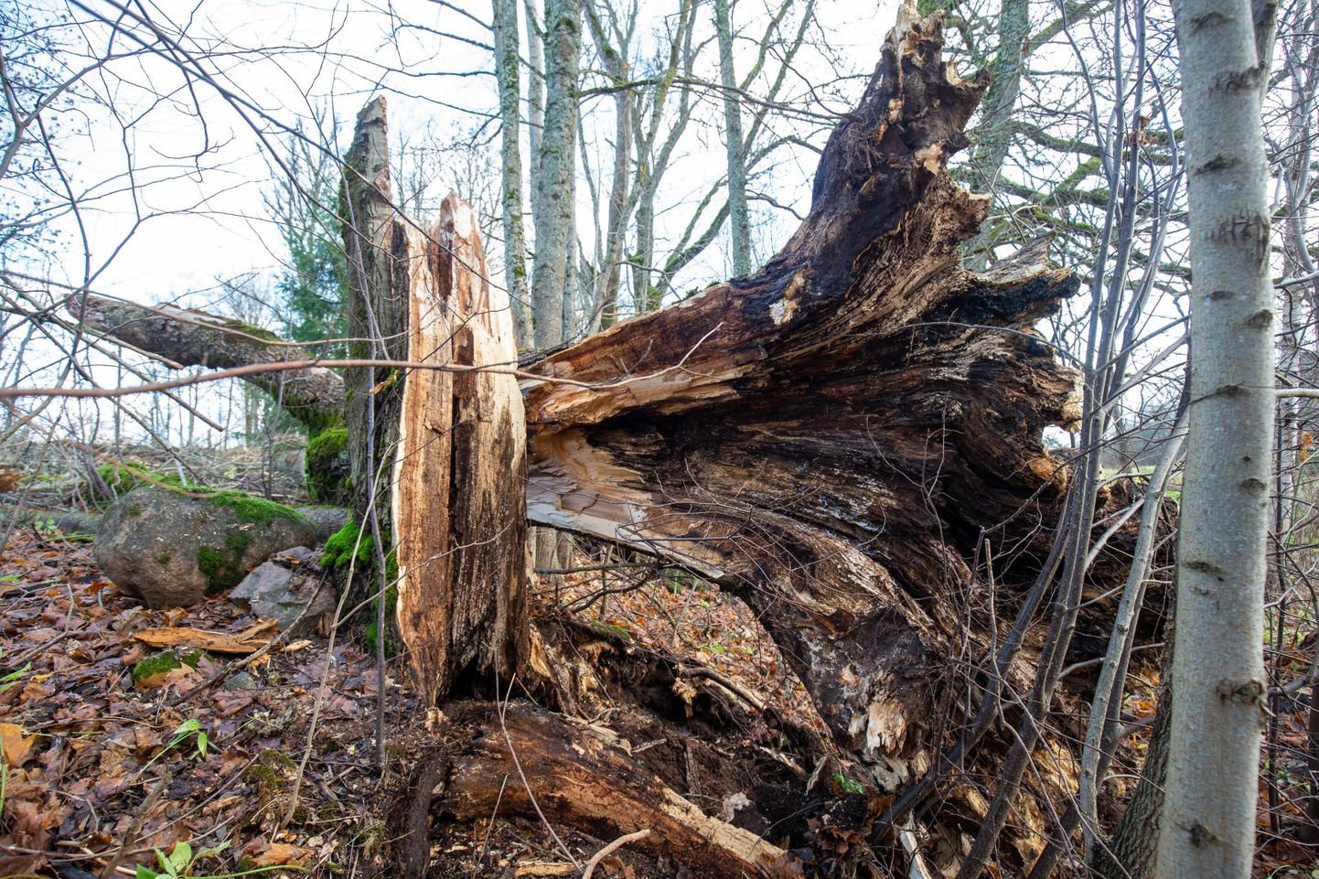 Sügise teine kuu lõppes tormiselt: 27. oktoobril murdis tugev tuul mitmel pool Eestis puid.