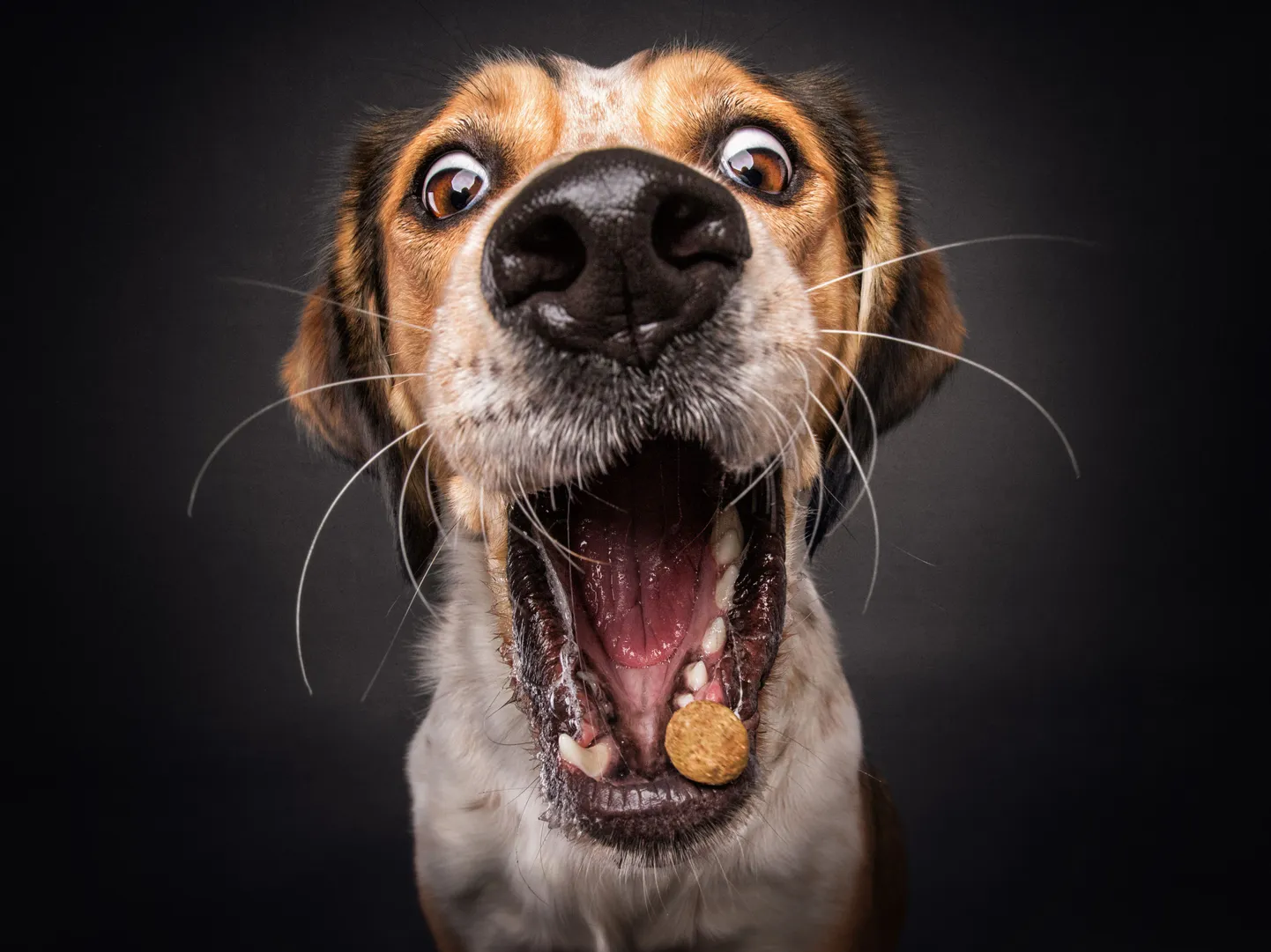 Beagle ehk inglise madalajalgne hagijas