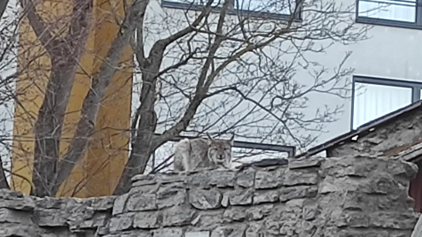Ilves tundis end katusel päris rahulikult ja lahkuma ei kiirustanud.