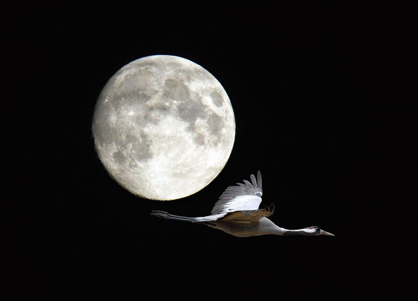 Kuu tõusu ajaks on sookured juba rabajärve äärde ööbima lennanud. Kui nad seal omavahel päevamuljeid jagavad, kostab käratsemine kilomeetrite taha.
