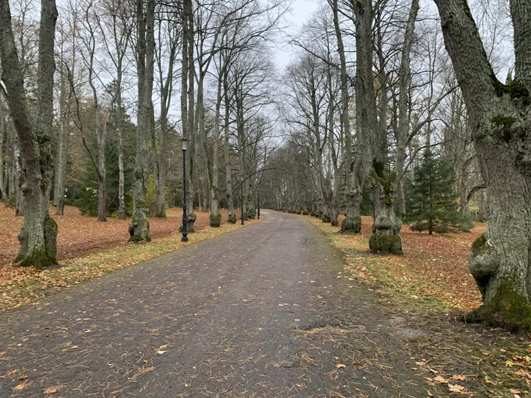 Puud on raagus. Oru park.