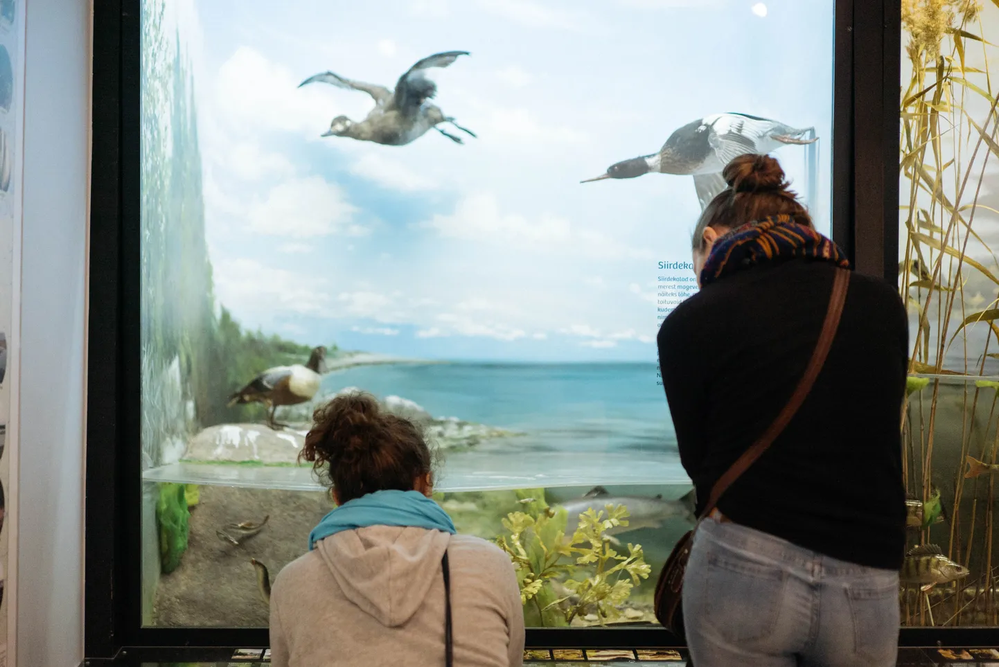 Eesti Loodusmuuseum muuseumiööl