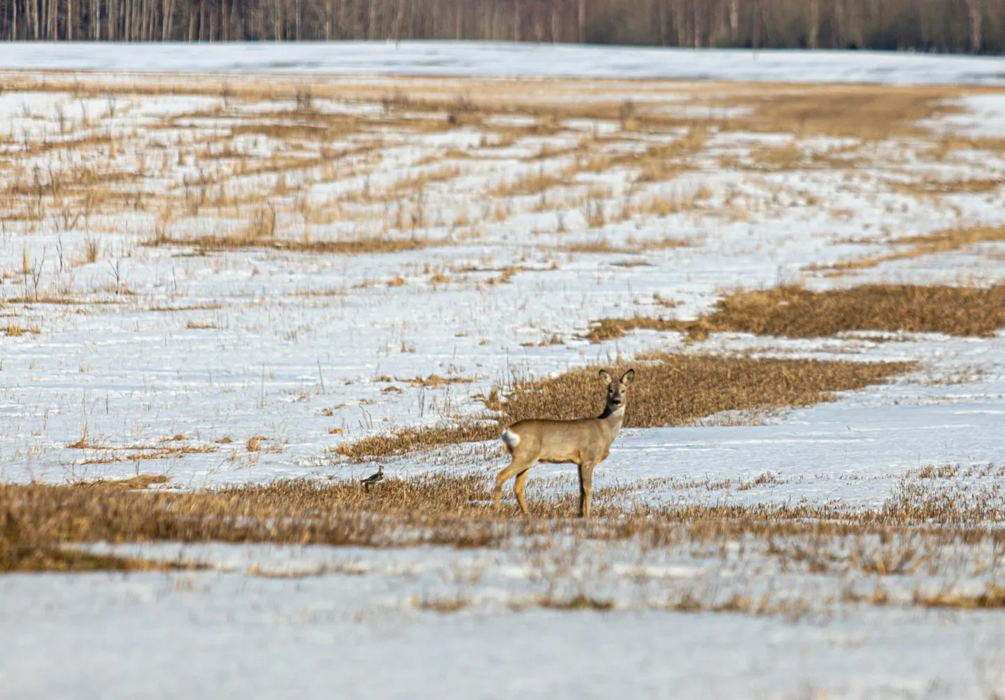 Looduskaitsja Enn Vilbaste ütleb, et metskitsi on väga väheks jäänud, sest metssigu kiskjate söögiks meil enam nii palju pole.