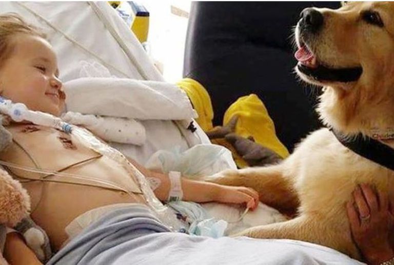 Собака спасла мальчика
