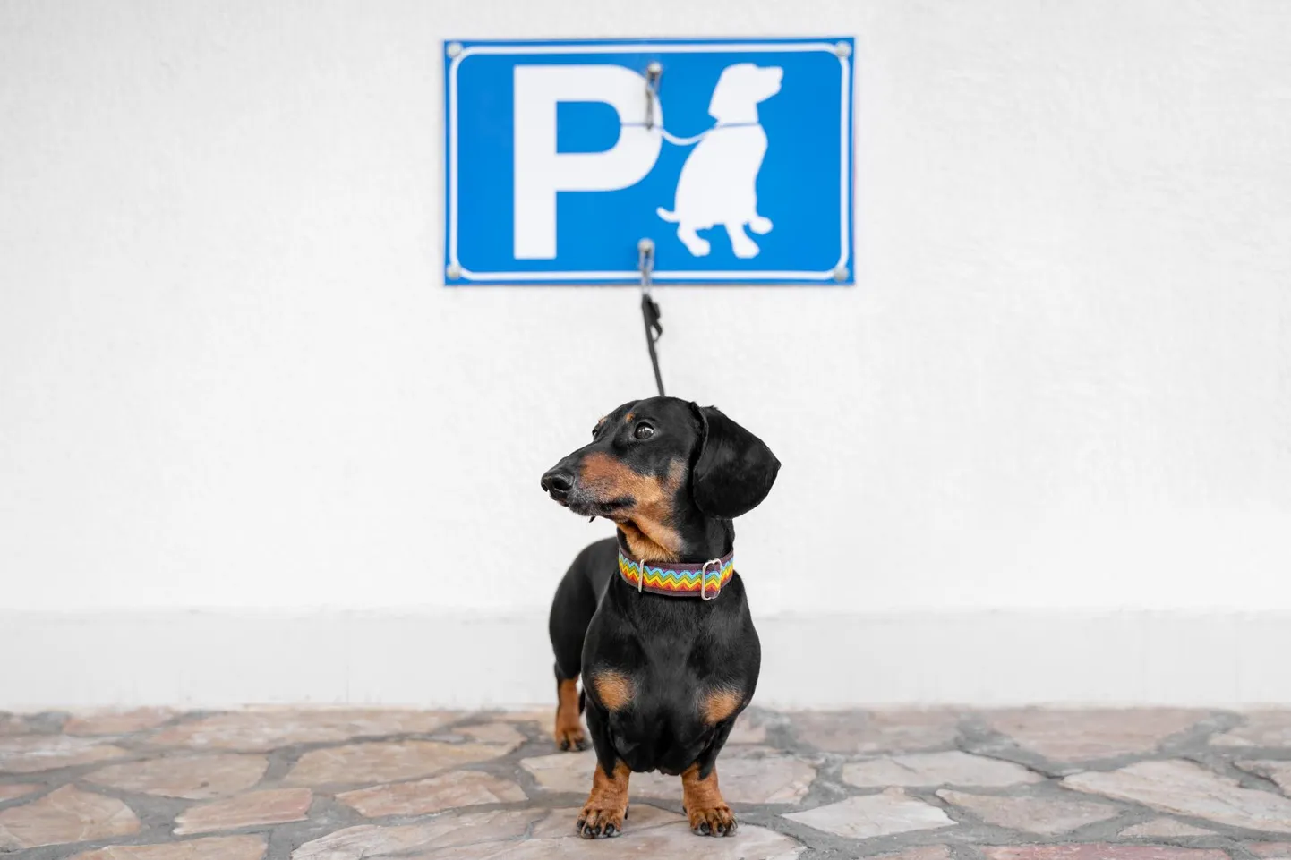 Korrakaitseametniku haldusalasse kuuluvad nii parkimine kui ka lemmikloomade nõuetekohane pidamine.
