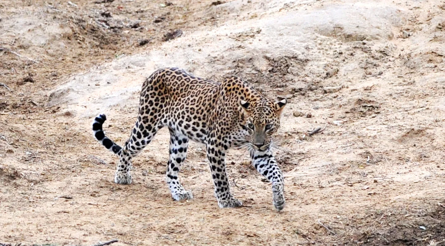 Leopard