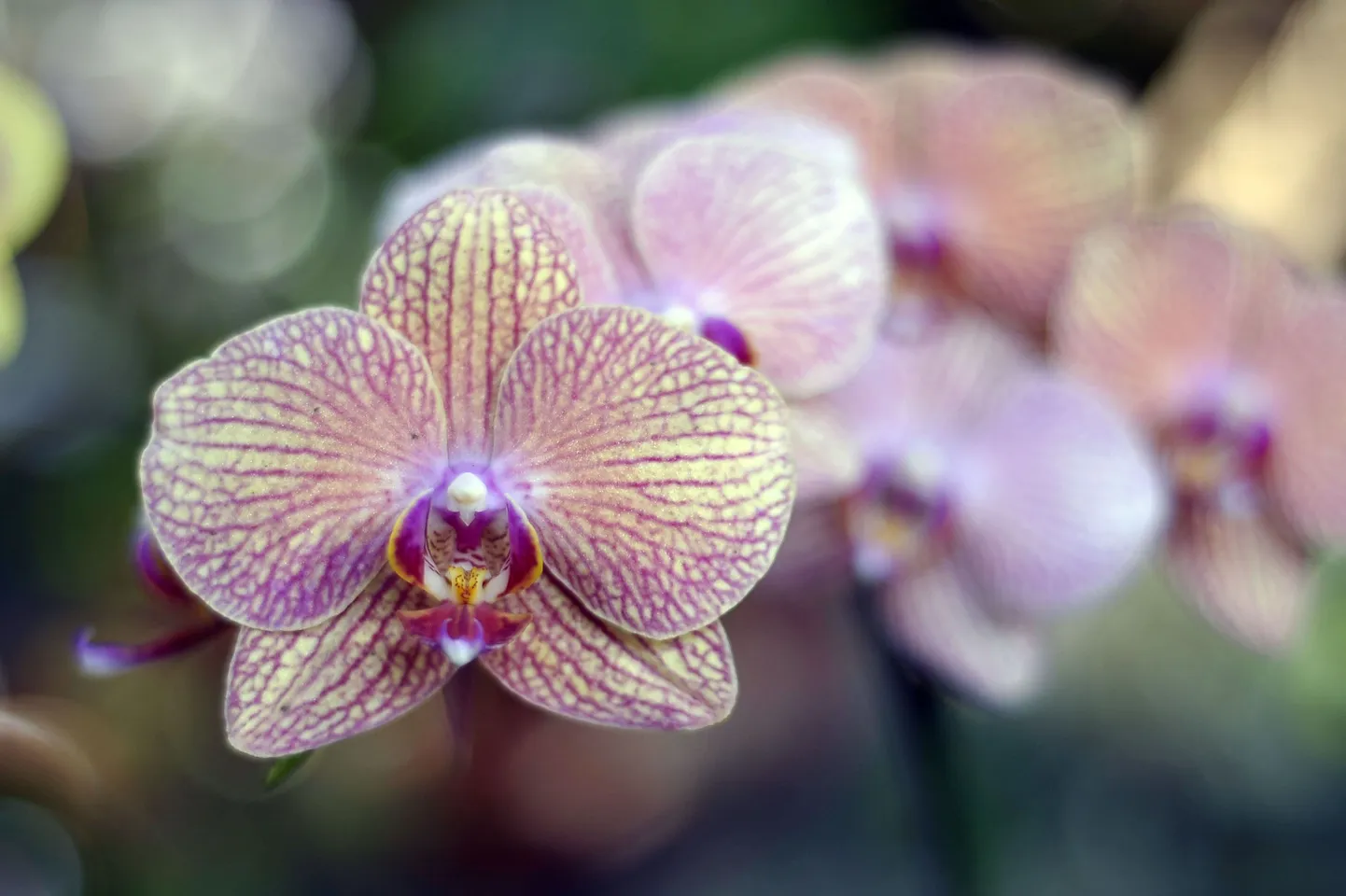 Orhideepäeval saab näha mitmeid erakollektsionääride haruldasi orhideesid.