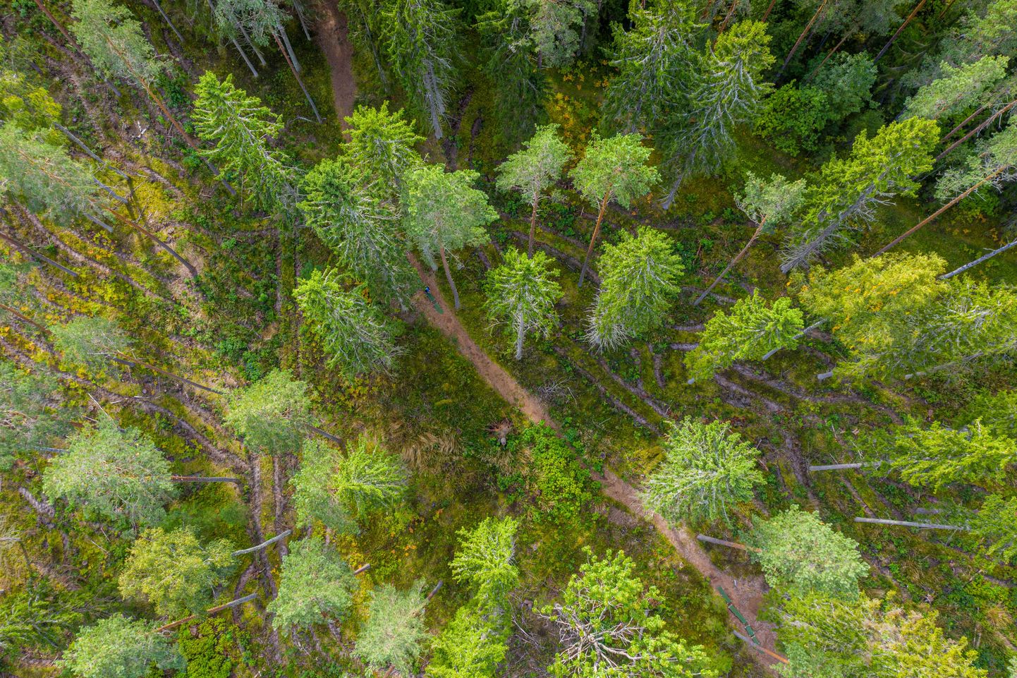 Droonifoto metsast.