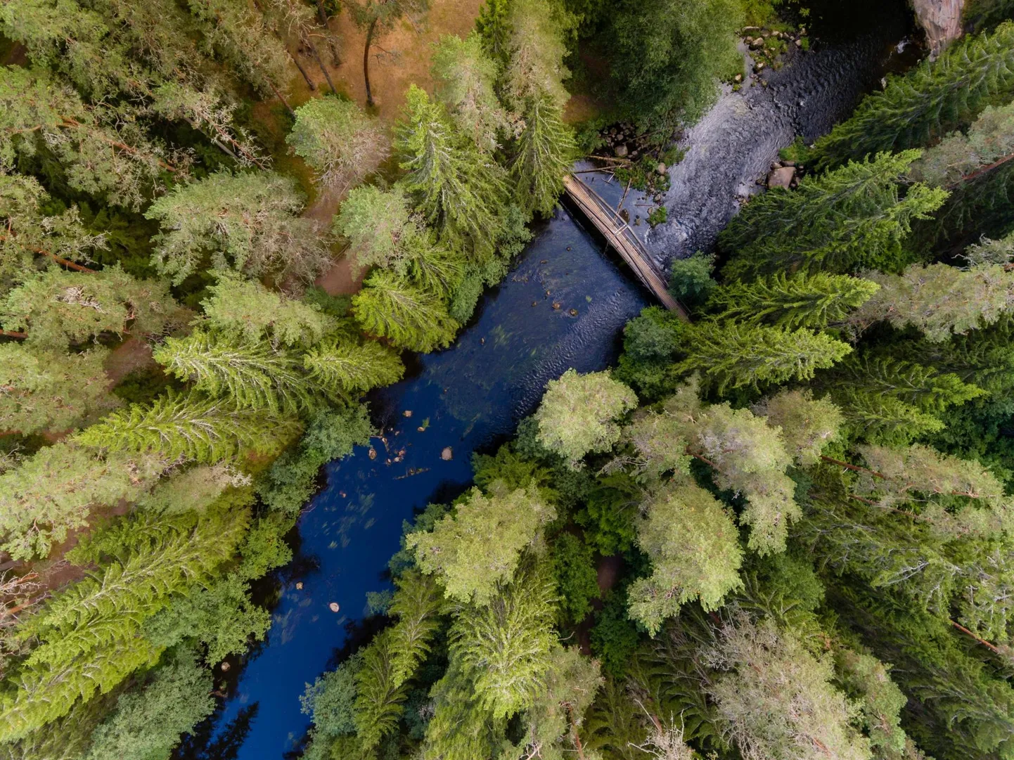 Vanemates metsades on suuremad nii metsade elurikkus kui ka metsas puhkamise ja metsa kõrvalkasutuse võimalused. Pildil Ahja jõgi ja Taevaskoda.