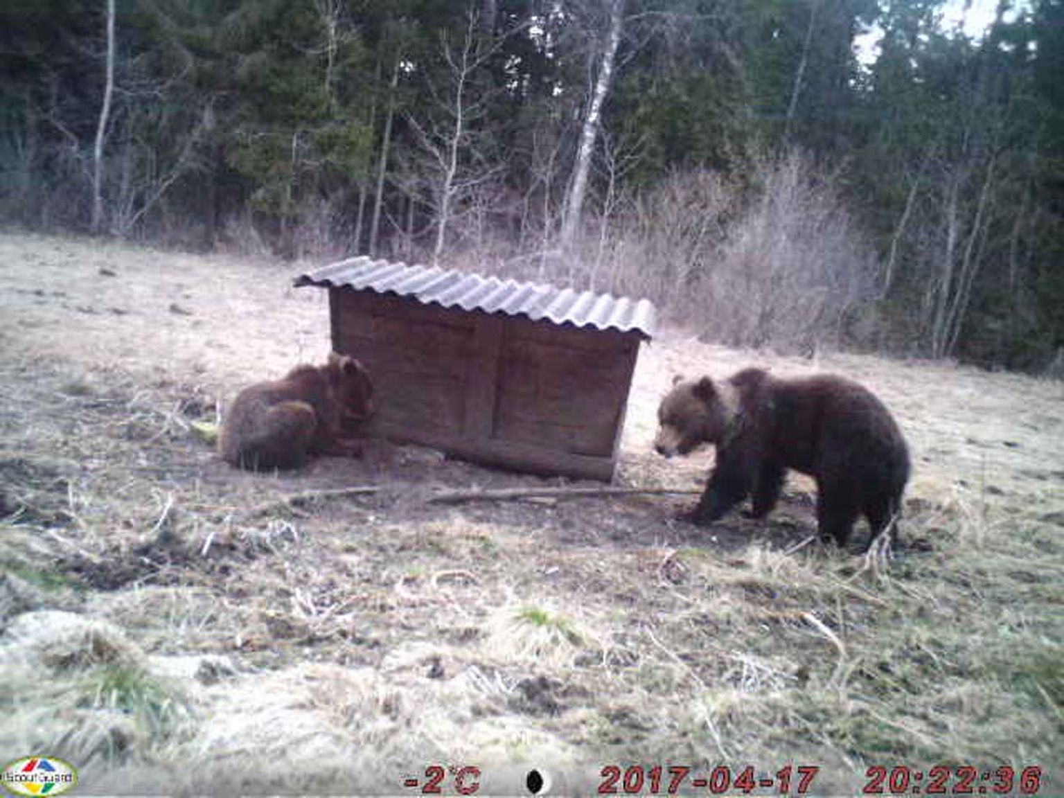 Selikülas  metssigade vana söödaplatsi külastanud karupere püüdis leevendada tühja kõhtu viljariismetega.