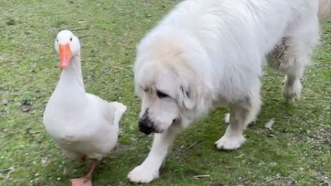 VIDEO ⟩ Ebatavaline sõprus: koerast ja hanest said lahutamatud semud