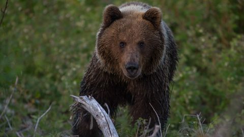 FOTOD «Kohe, kui mind nägi, tormas minu peale»: karu ründas Tartumaal harrastusfotograafi