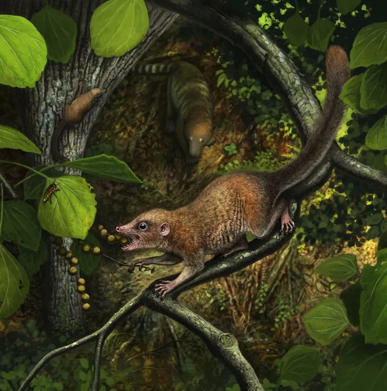 Purgatorius