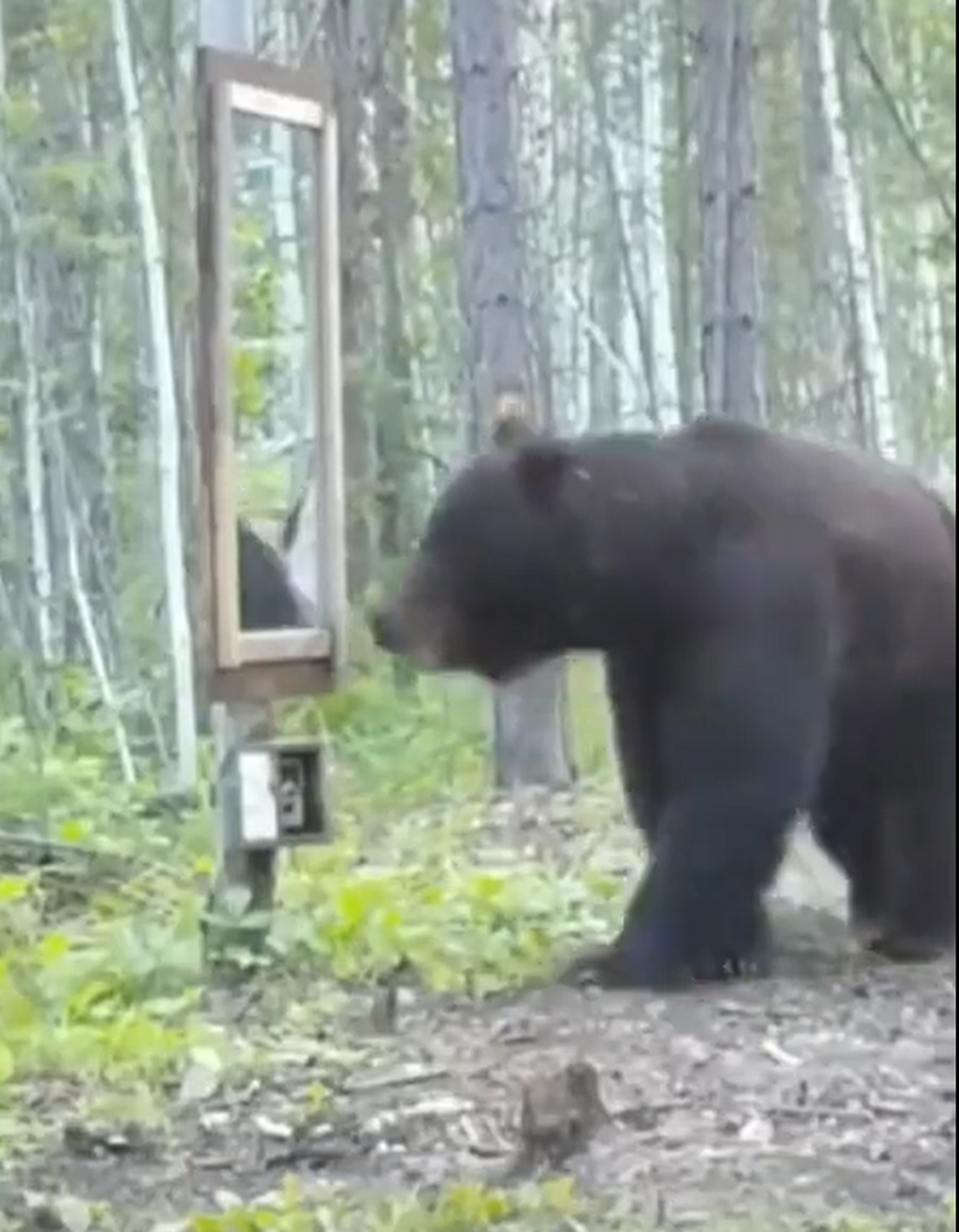 Karu leiab oma käigurajalt midagi väga ootamatut