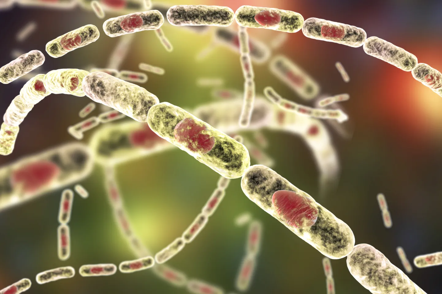 Bacillus anthracis ehk põrnatõvebatsillid. Pilt on illustreeriv