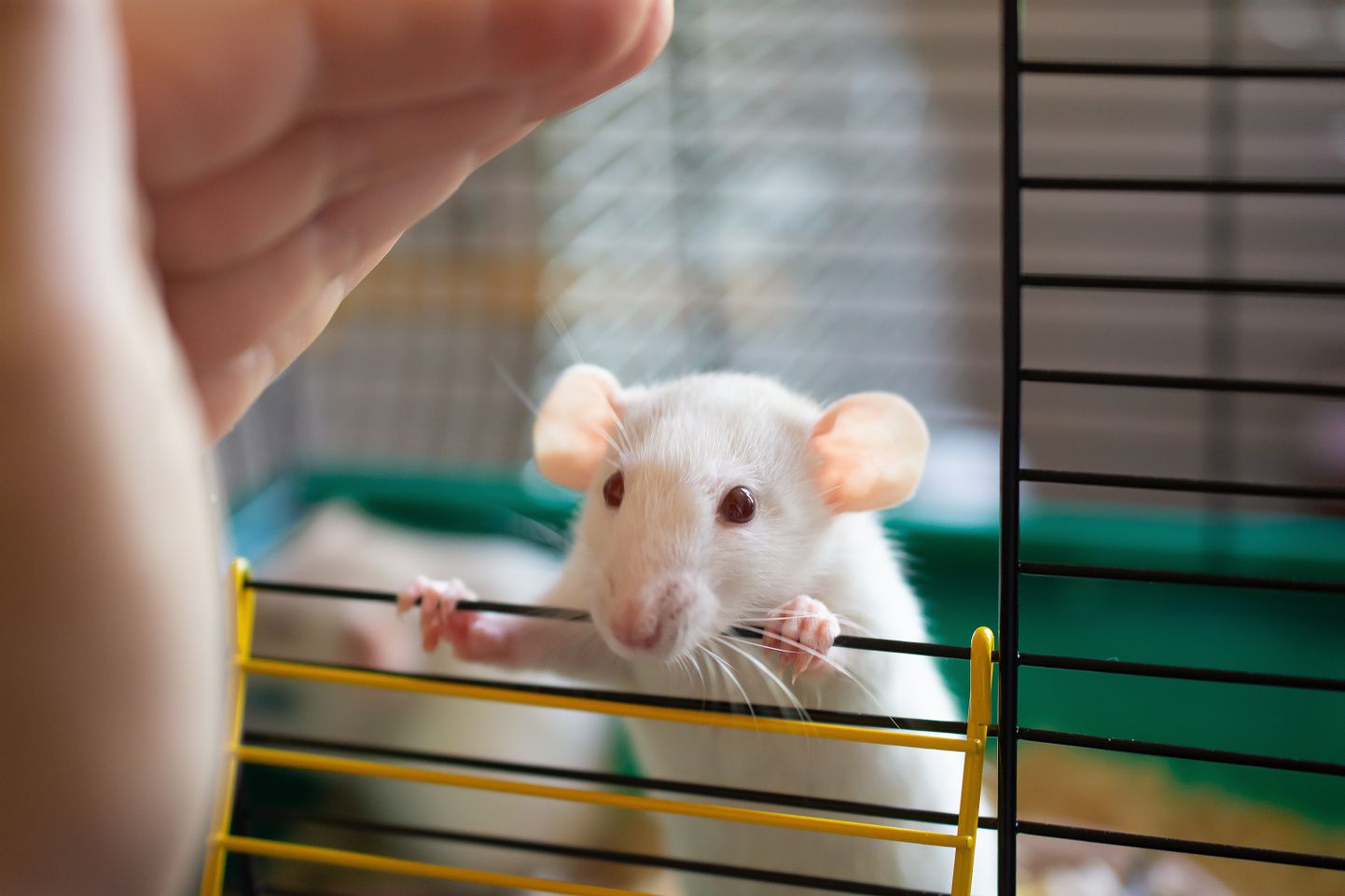 Rotid aitavad teadust teha.
