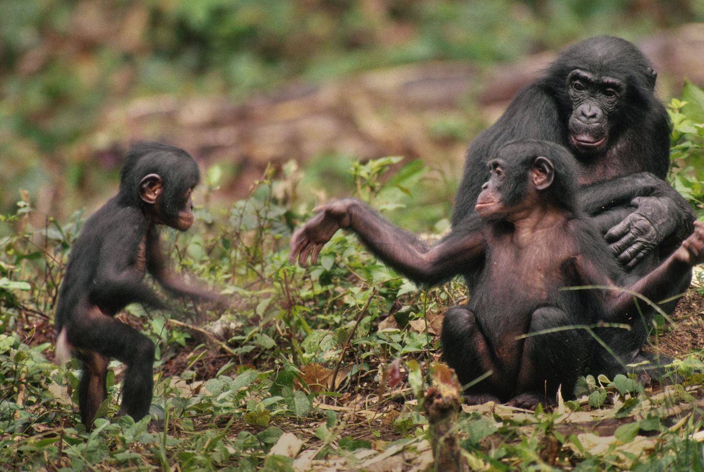 Šimpansite ajus toodeti märgatavalt vähem dopamiini.