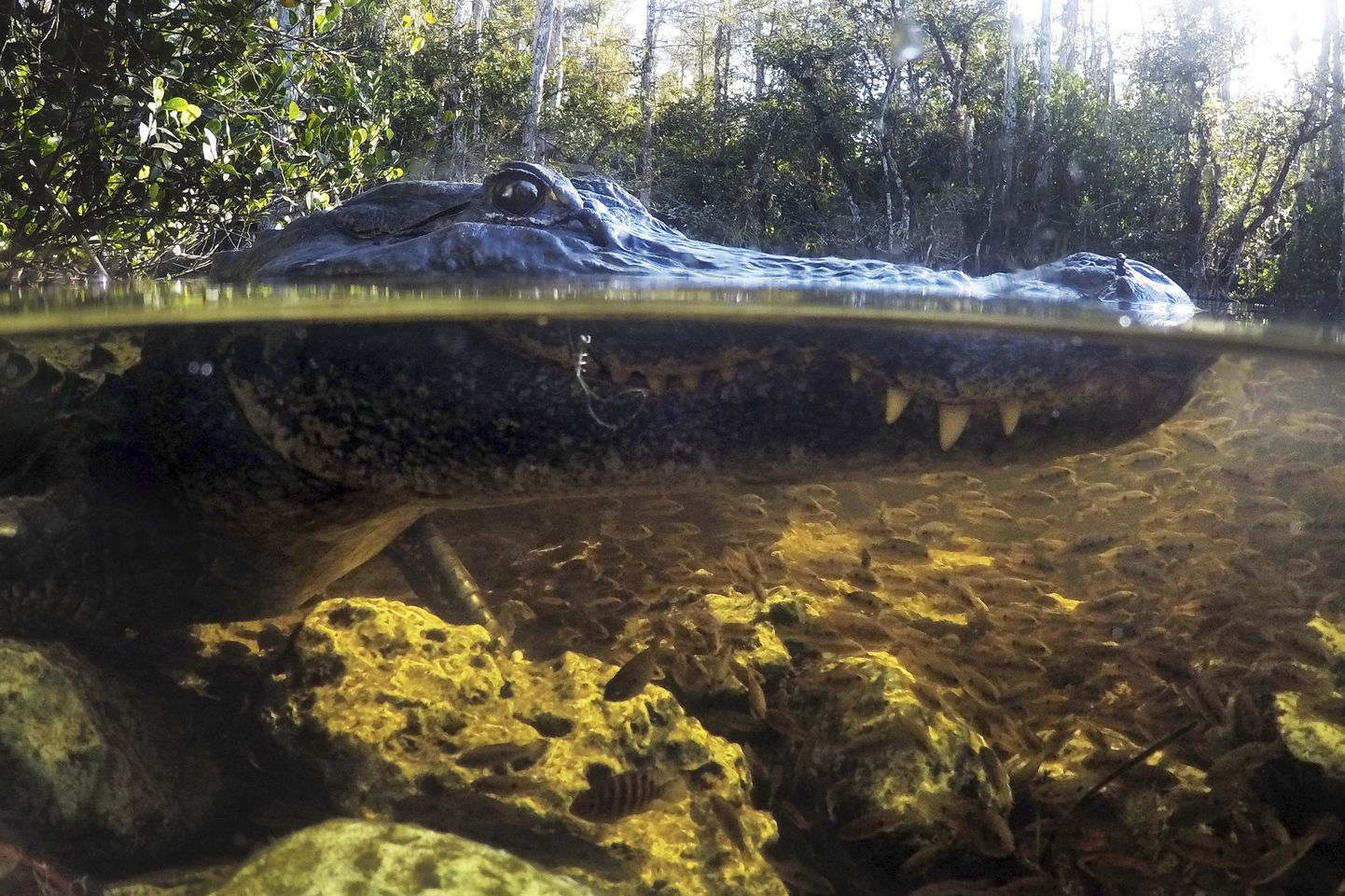 Floridas elav alligaator.