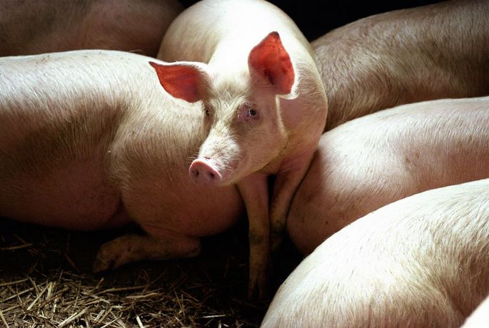 Лечение чесотки у свиней